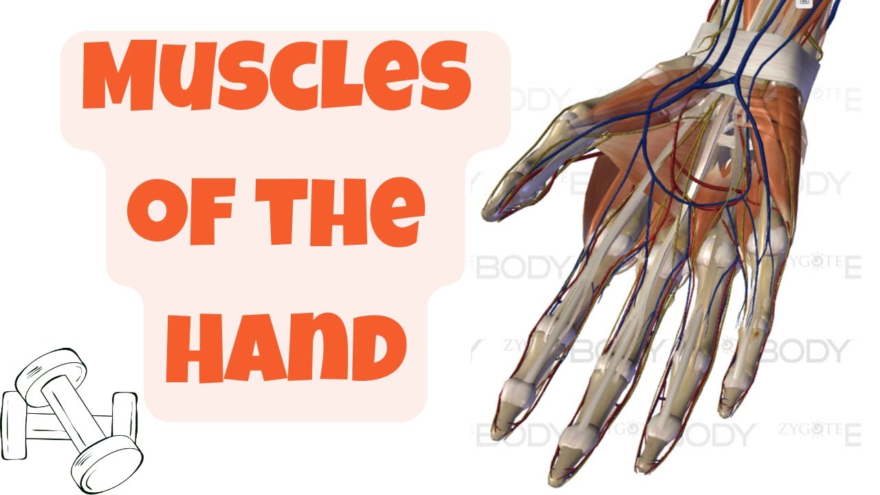 Muscles of the Hand (3D Anatomy)