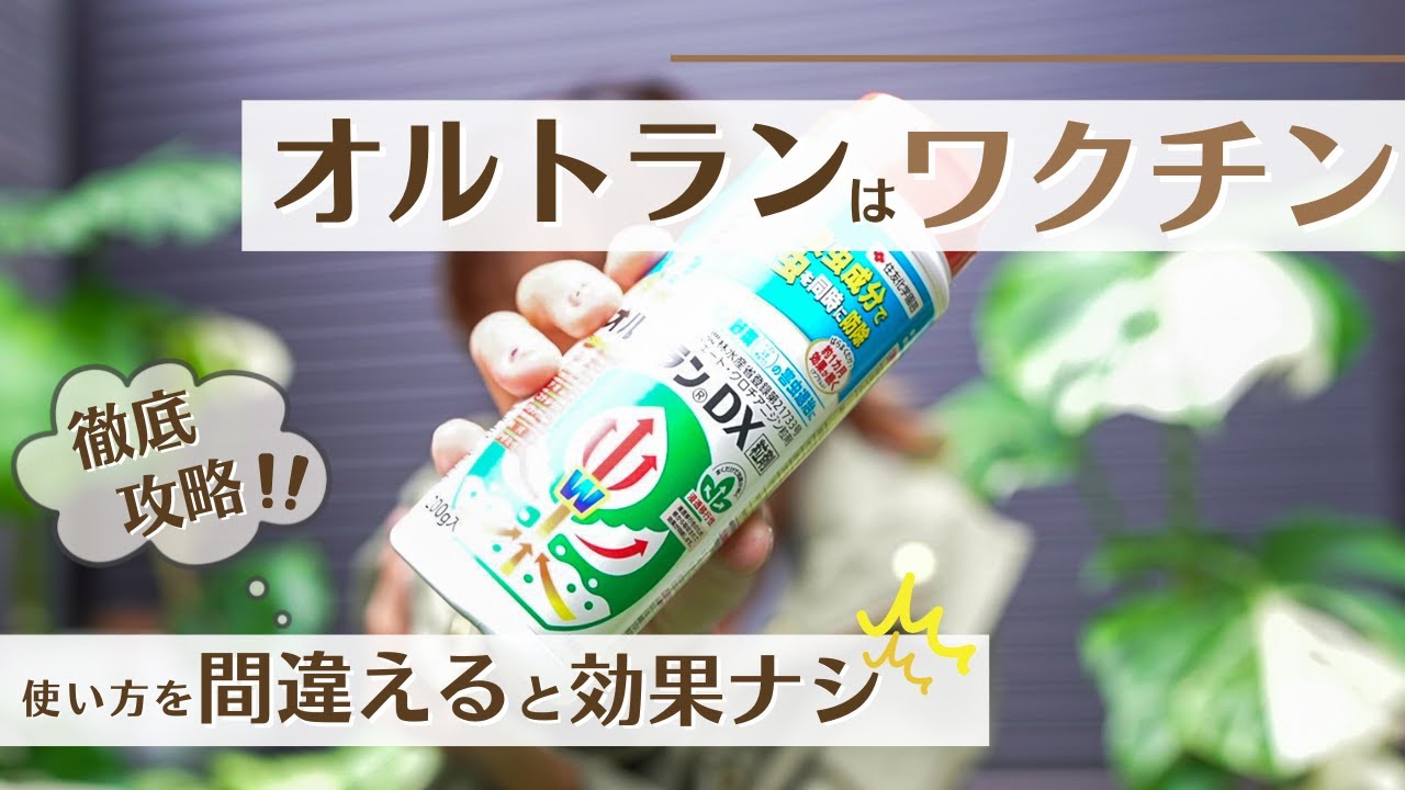 【オルトランDXを最も効果的に効かせる方法】あなたは使い方合っていますか？