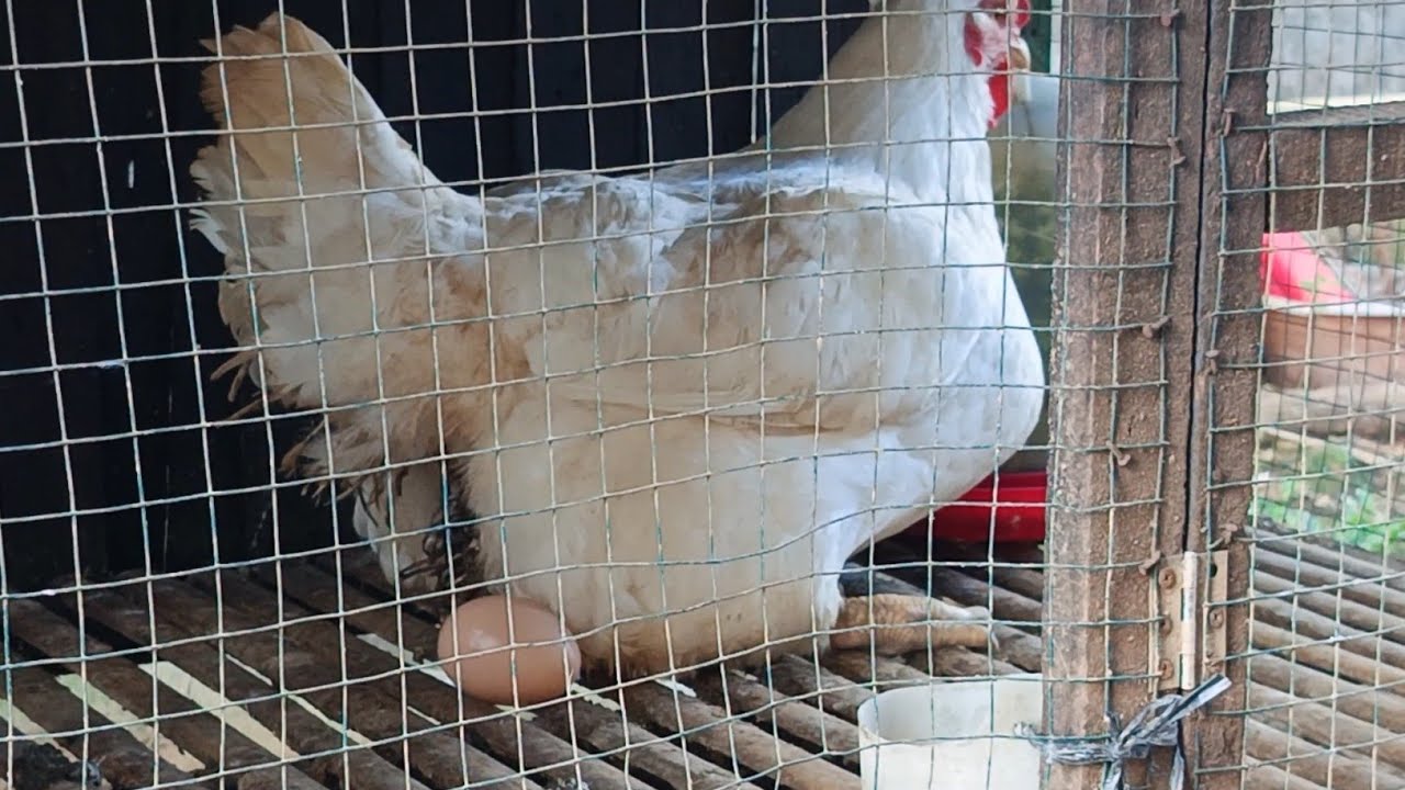Proses bertelur ayam pedaging
