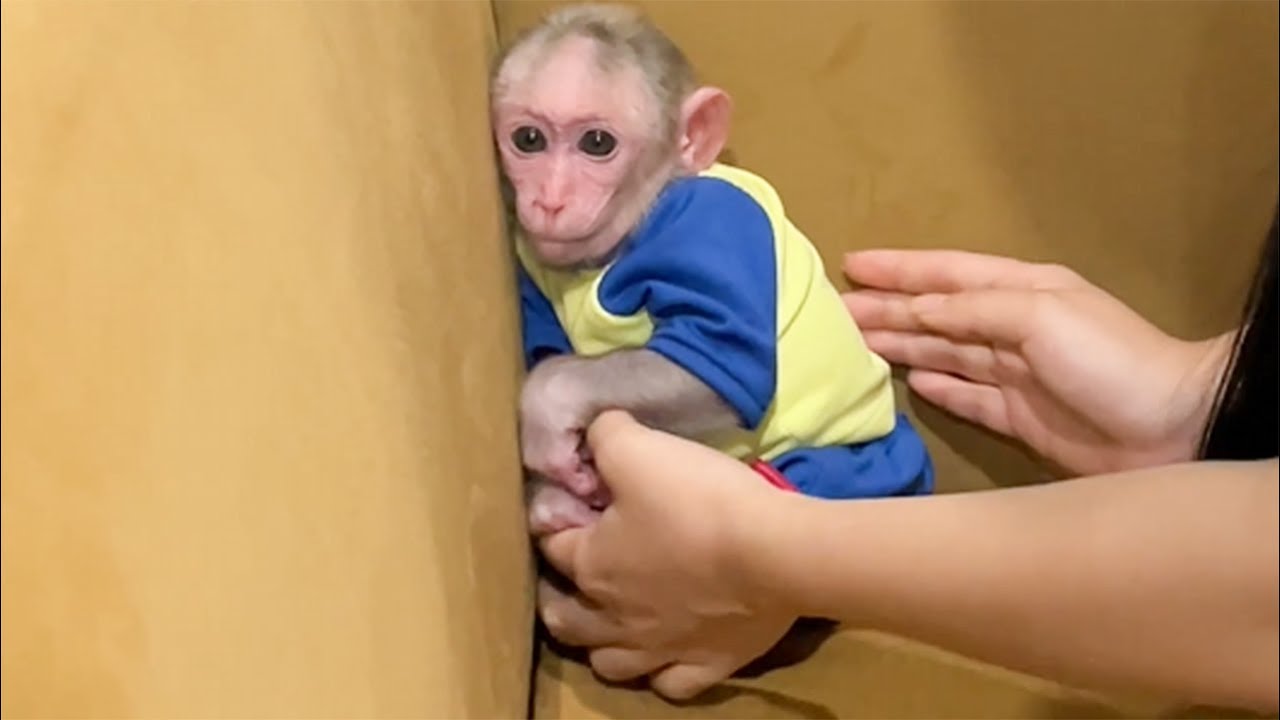Cubis monkey resists and doesn't want Mom to bathe him!