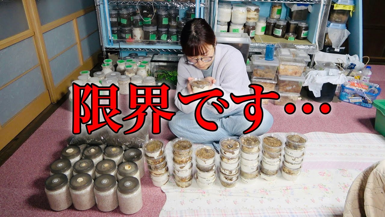 全く菌糸に潜らない幼虫に頭を悩ませました