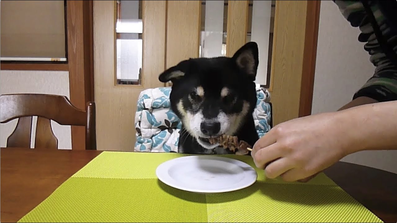 黒柴クロ 犬ごはん 焼き鳥 砂肝 Shiba Inu Kuro Eats Yakitori(Gizzard)