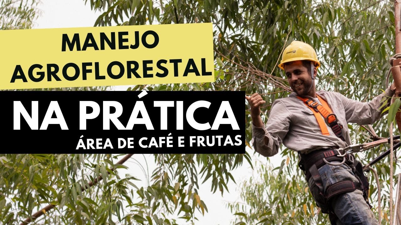 Manejo Avançado em agrofloresta