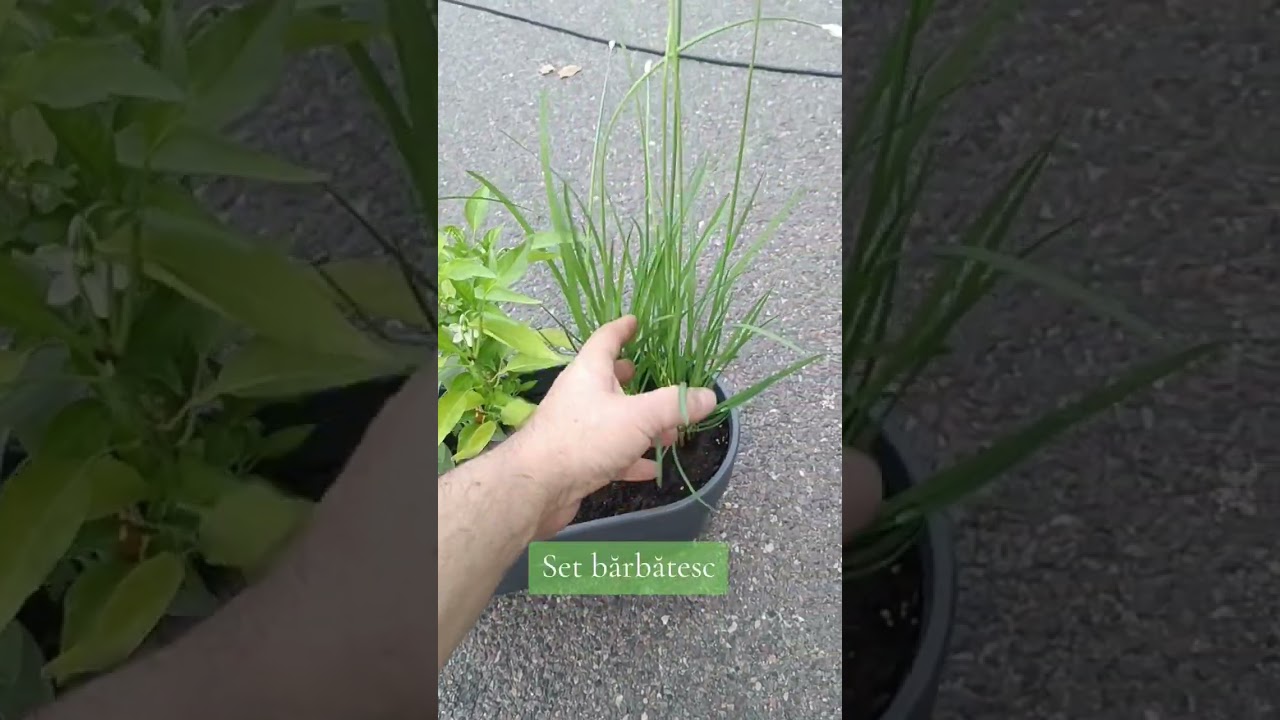 Jardiniere de la ecoVazon cu plante aromatice și ardei iute #ecovazon #jardinieră #plantearomatice