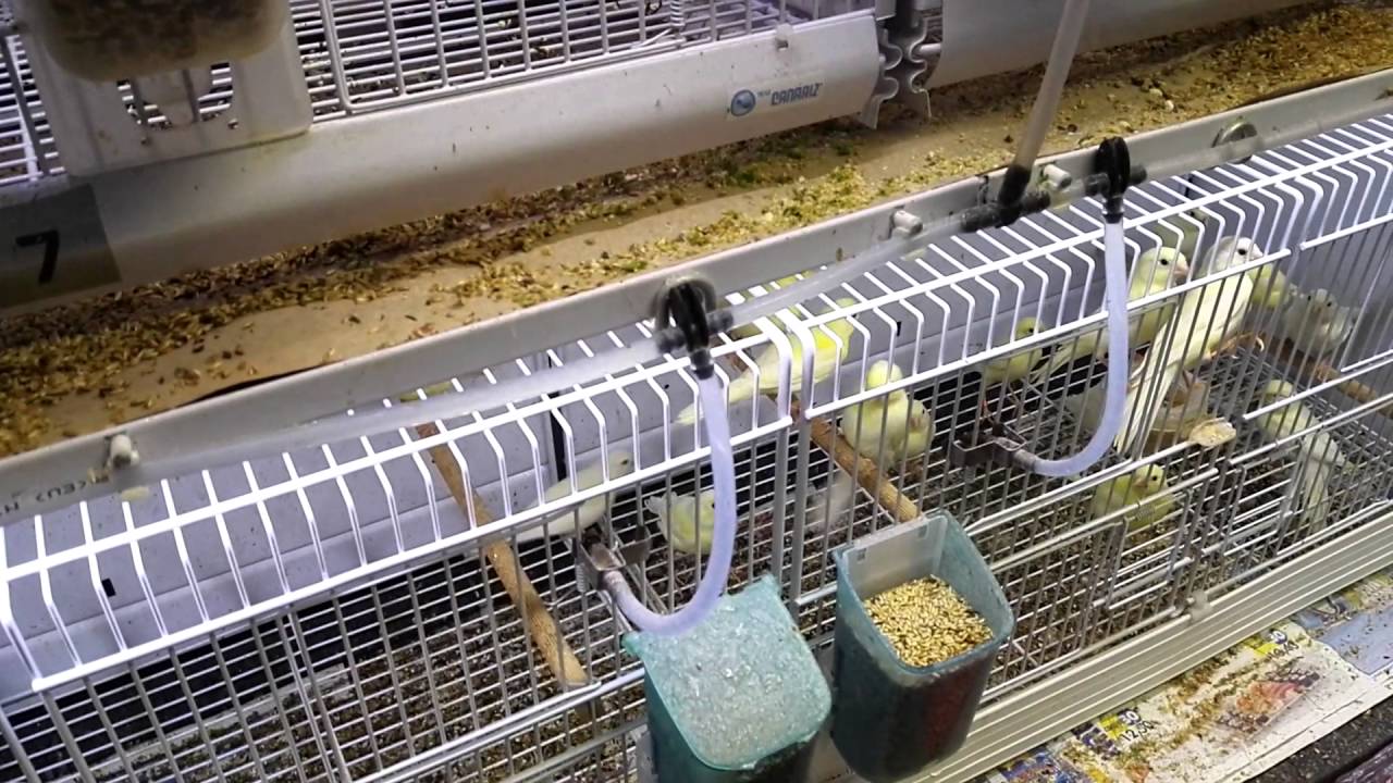 Impianto automatico acqua per canarini