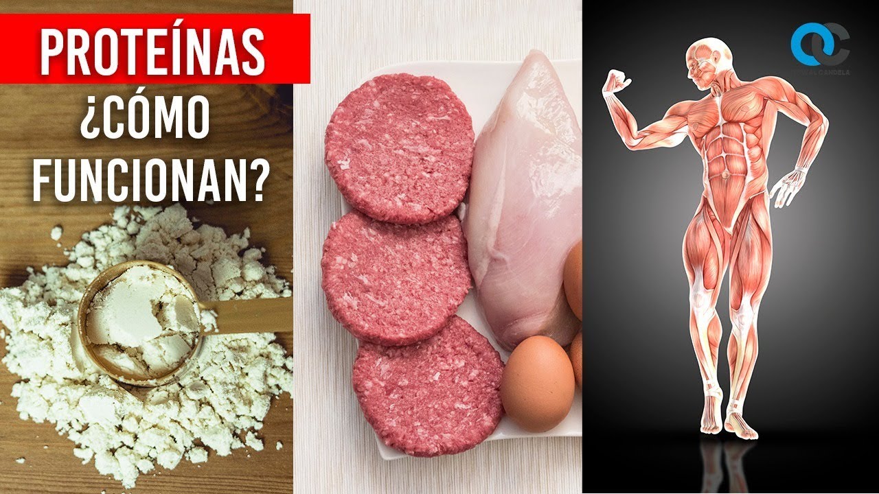 Proteína ¿cómo funciona en tu cuerpo?