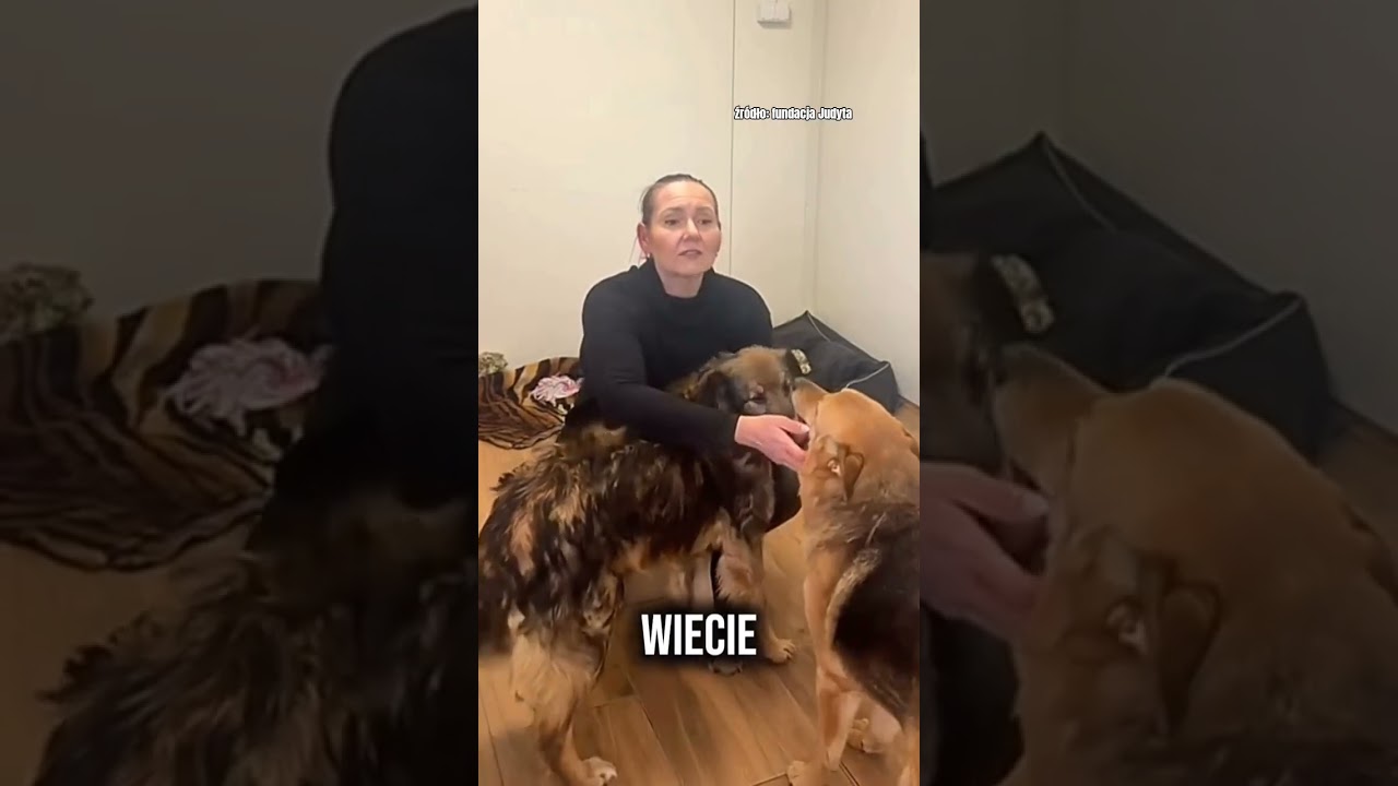 Tak dziś wyglądają 2 psy z Sobolewa 🐶 #fundacjajudyta #help #shorts