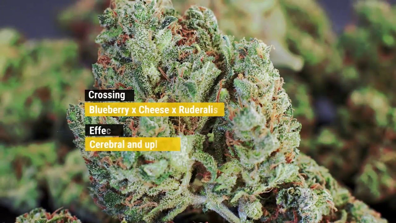 Best 10 high THC Marijuana Strains 2019 Updated