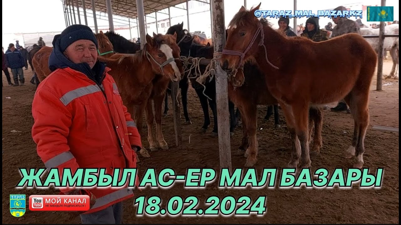 18 ақпан 2024 Мал базар / Жылқы бағасы / Mal Bazar Taraz 🐴💯