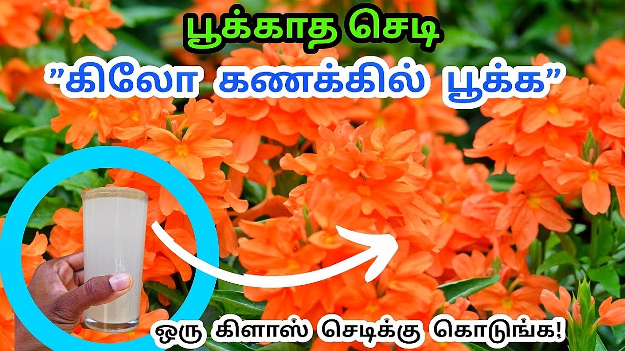 பூக்காத செடி  கிலோ கணக்கில் பூக்க இத ஒரு கிளாஸ் செடிக்கு கொடுங்க |crossandra | Gardening tips Tamil