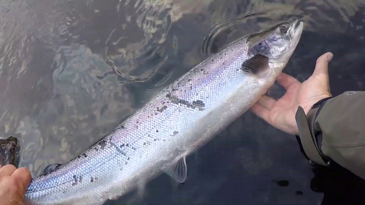 River Erriff July 2019