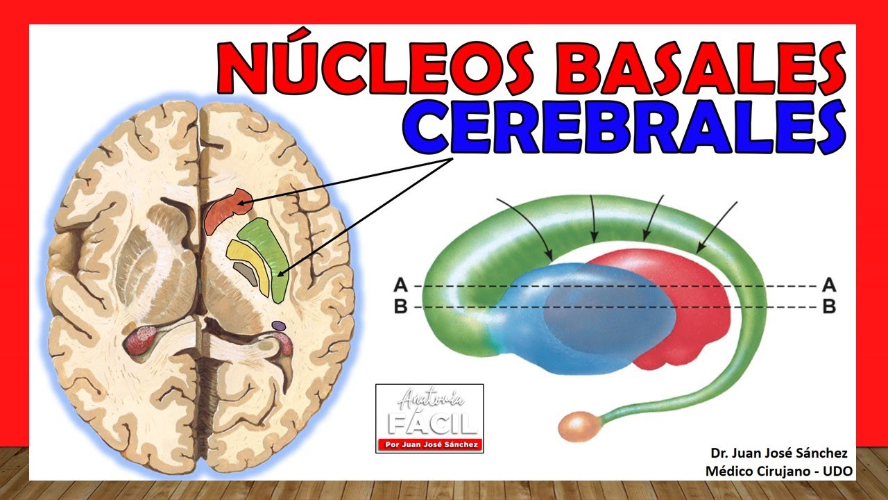 🥇 Anatomía de los GANGLIOS BASALES. (Núcleos Basales) ¡Explicación Sencilla!
