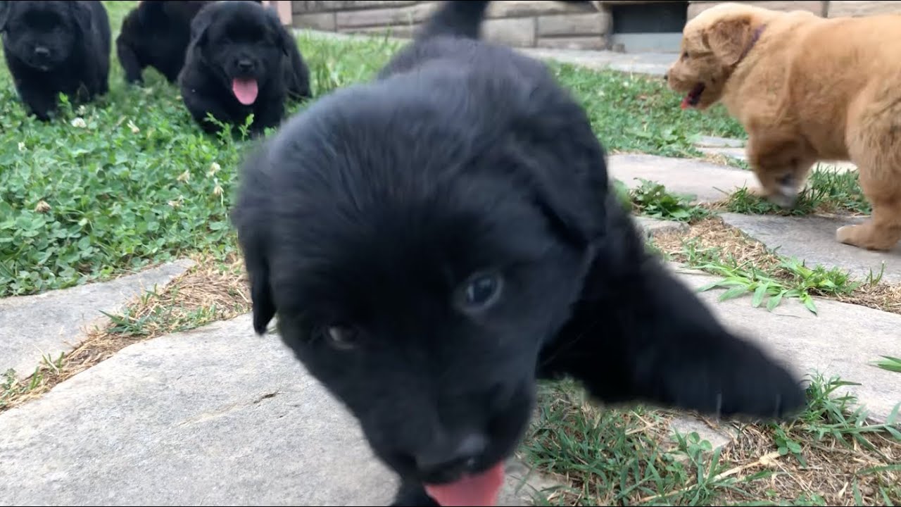 WE LOVE FLATTIE PUPPIES  *_*