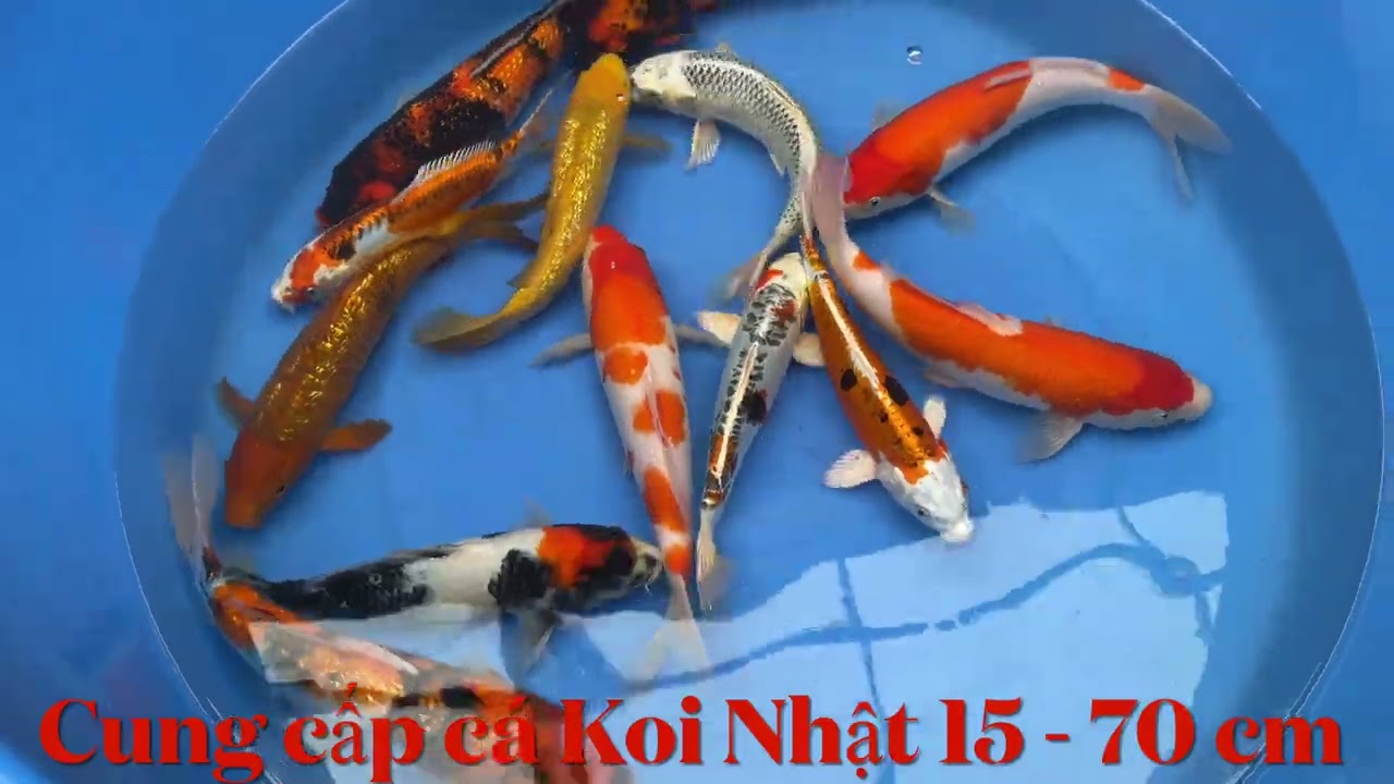 Sài Gòn Koi Farm - Cá Koi Nhật Bản nhập khẩu mới nhất 7/2025