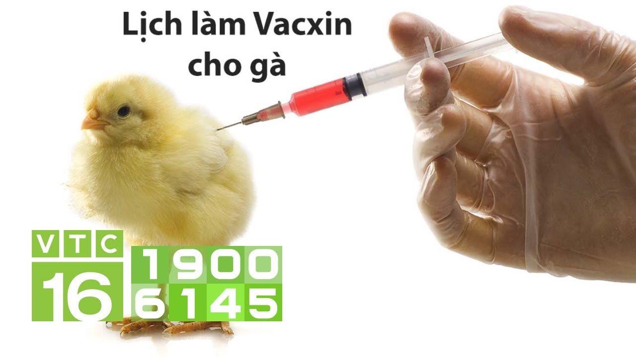 Hướng dẫn lịch tiêm vacxin cho gà | VTC16