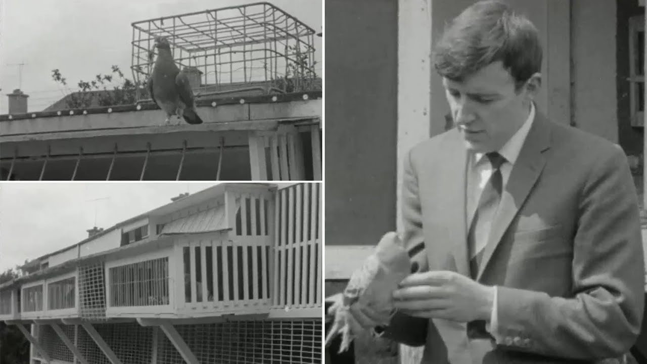 Pigeon Racing, Co. Cork, Ireland 1967