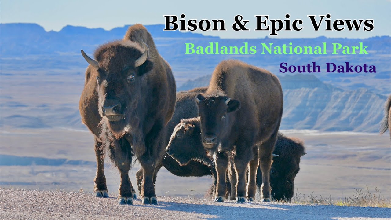 Dallas - Badlands National Park SD | Bison at Sage Creek, Prairie Dog Town & Wall Drug  | Day 2