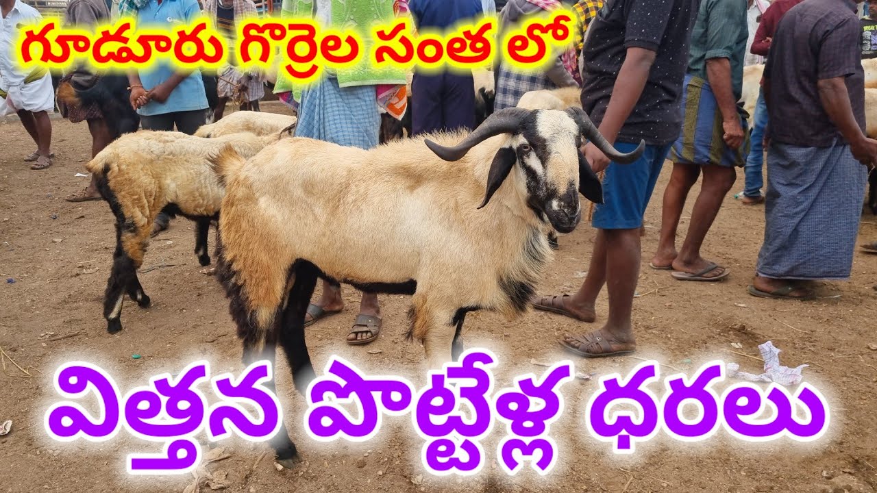 Biggest sheep Baker Gudur sheep market Today 2 1 2026 గూడూరు గొర్రెల మేకల సంత విత్తన పొట్టేలు