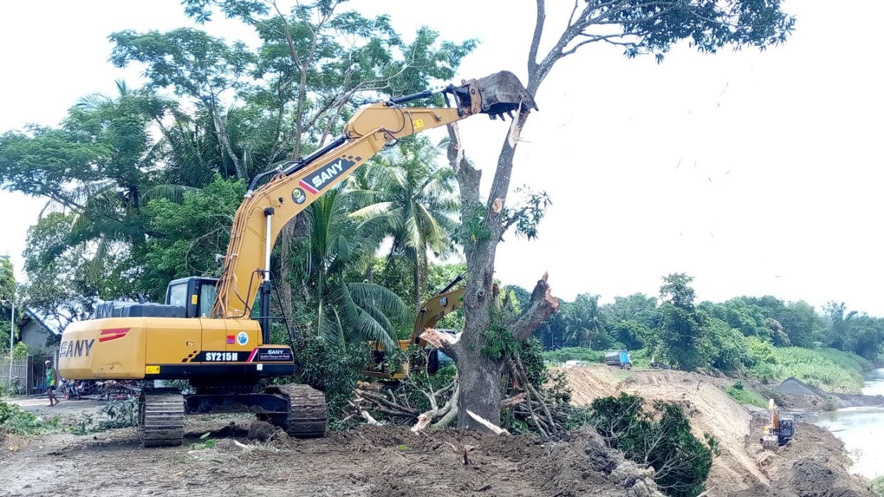 SANY SY15H Excavator take  down a big trees..