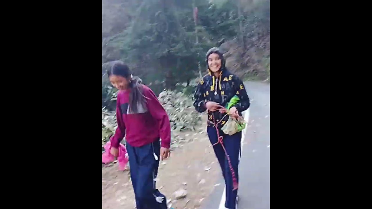 आज   लाए हम बांज की लकड़ी या 