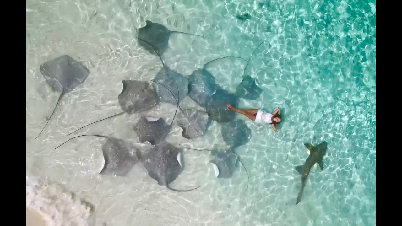 Wakacje na Malediwach! Pływam z rekinami i płaszczkami na FULIDHOO 🌊🐚🐬 Sharks and stingrays 🦈🦈🦈