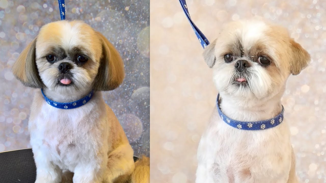 Short or Long Ears on the same Shih Tzu -  PetGroooming