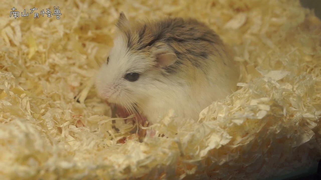 老婆婆仓鼠生产全过程观察 (Roborovski Hamster)