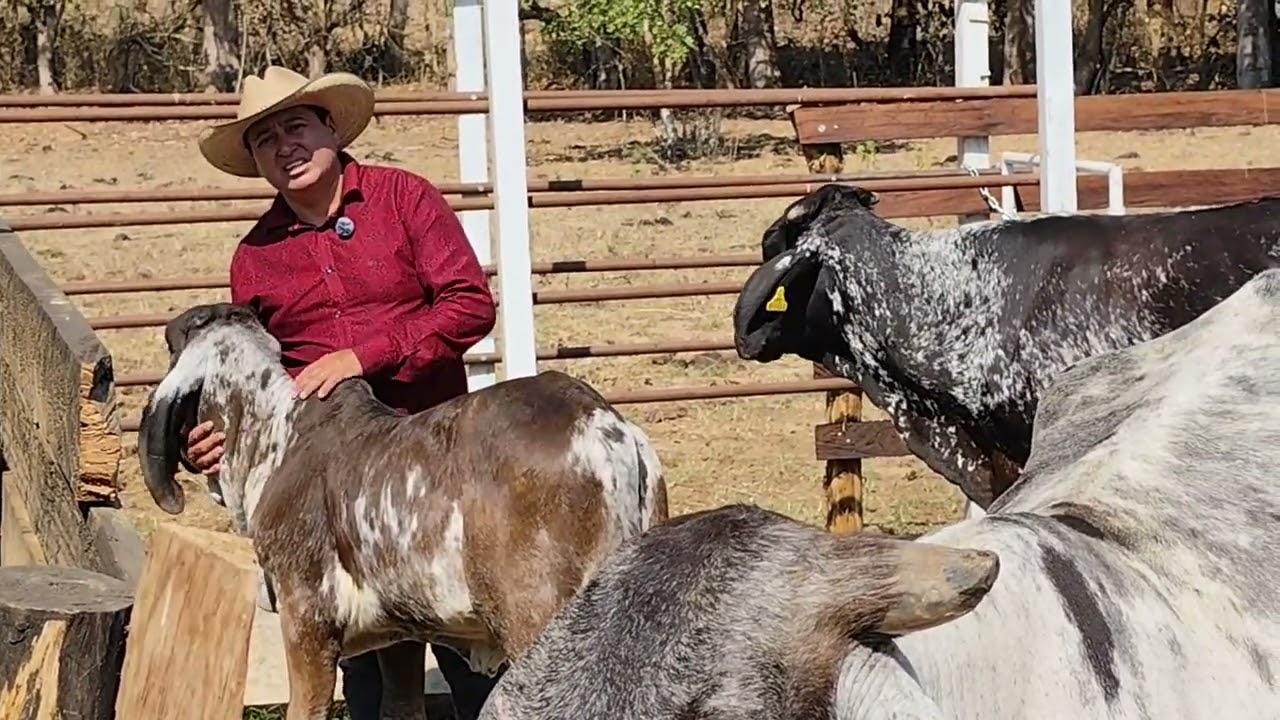 Sardo Negro..Rancho El Rubí.. Villaflores Chiapas MX..