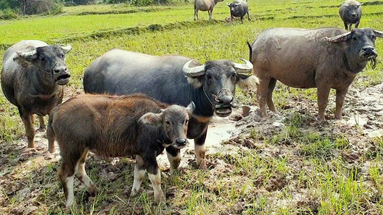 con tr&acirc;u - đi chăn tr&acirc;u - b&agrave;i h&aacute;t gọi tr&acirc;u - tr&acirc;u ăn cỏ - nhạc con tr&acirc;u