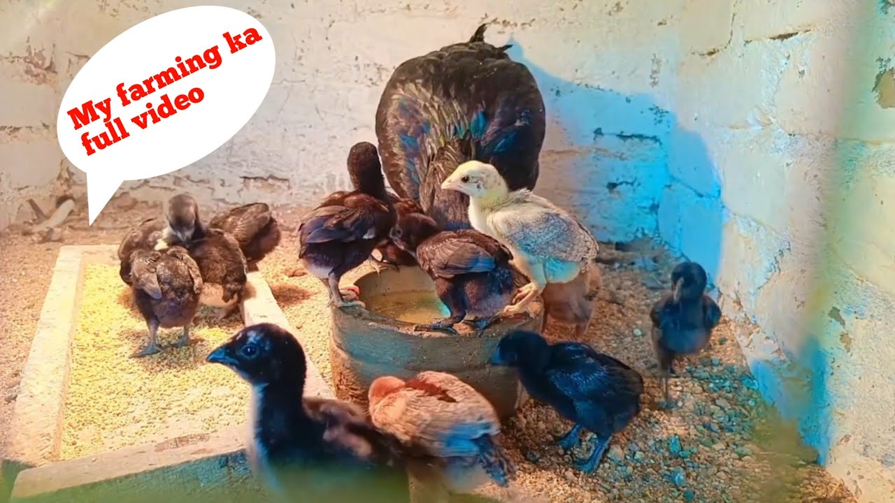 My farming ka full update 🐓||murgi palan video||farming video #farming #murgi #aasil farm #sk farm 