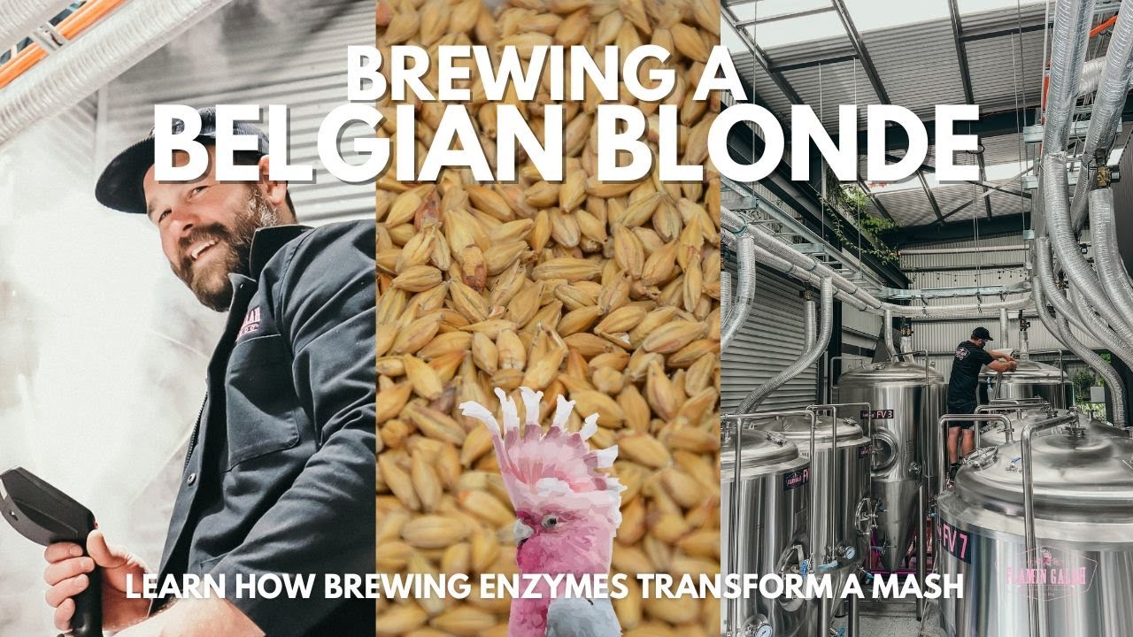How To Brew A Belgian Triple Blonde - Learn How Brewing Enzymes Transform A Mash