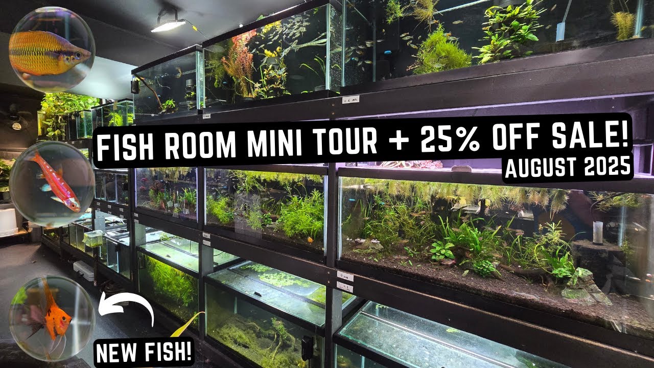 BEAUTIFUL FISH ROOM TOUR: AN EXCLUSIVE LOOK AT RARE NEW FISH!