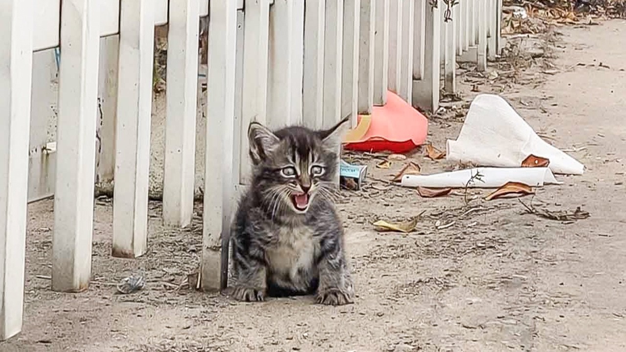 From a Homeless Kitten to the Happiest Kitten Ever, Giving Kittens a Home, Rescuing Kittens