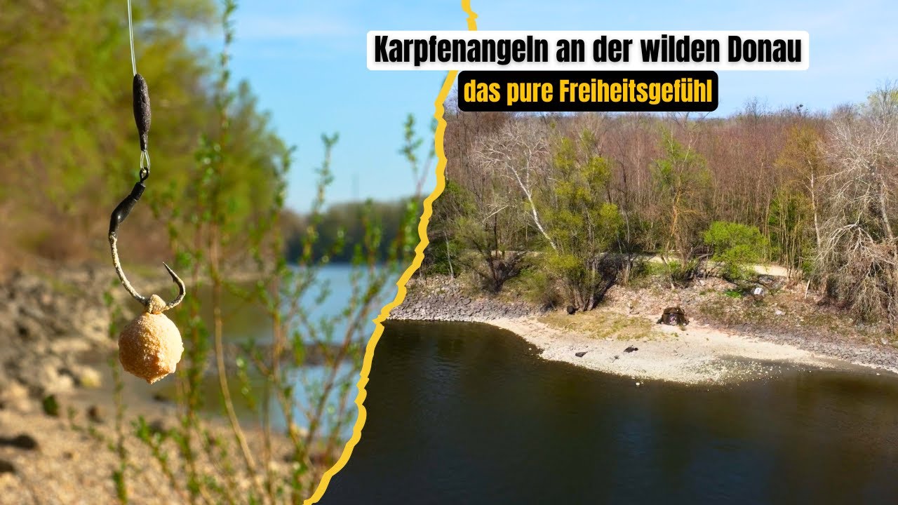 Karpfenanglen an der wilden Donau in Österreich