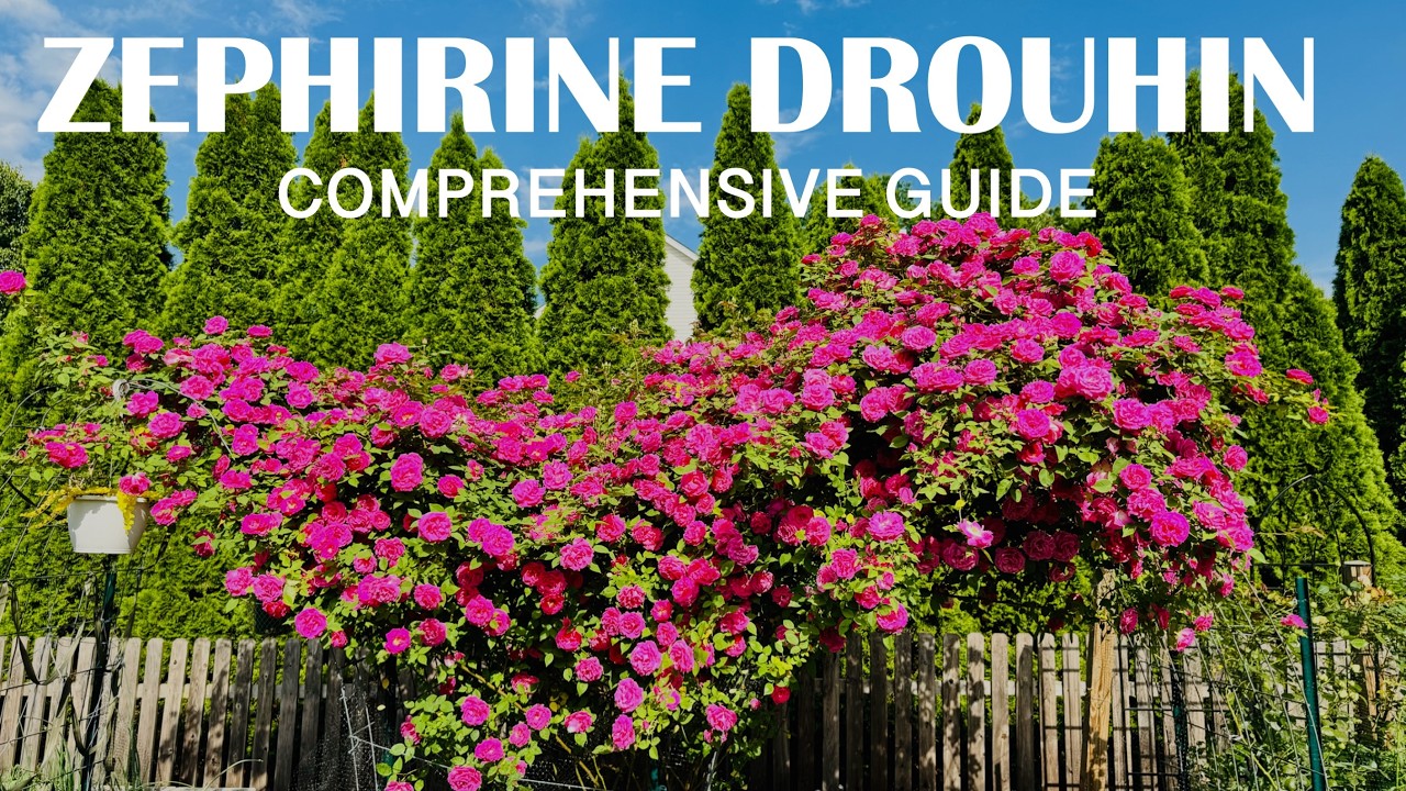 Zephirine Drouhin |5th Year | Climbing Rose | Thorn less| Heirloom Roses.com| Backyard Garden