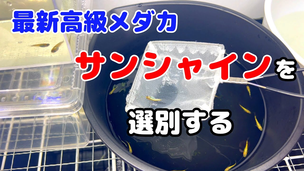 【最新高級めだか】「サンシャイン」の横見と種親選別するよー(*´∀｀)