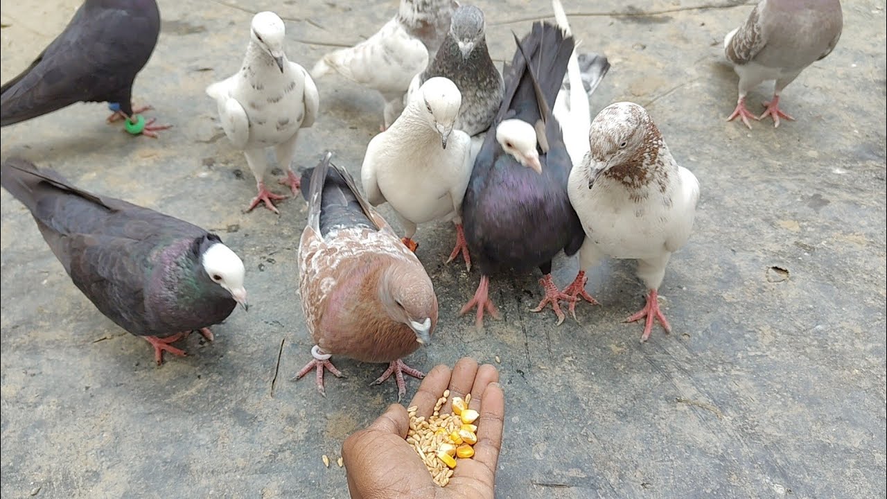 কবুতরগুলিকে হাতে খাওয়ালাম 🕊️