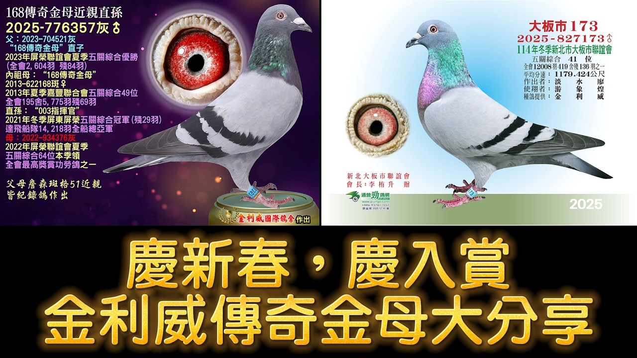 慶新春，慶入賞，金利威國際鴿舍168傳奇金母高代近親孫大分享 #種鴿 #賽鴿  #鴿舍 #強豪 #鴿子 #鴿刊