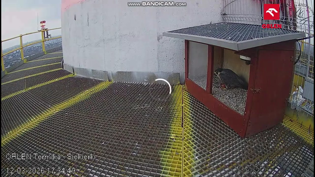 Orlen Termika Siekierki PL - Astra laid FIRST EGG in 2026 - 2026 03 12 17 31