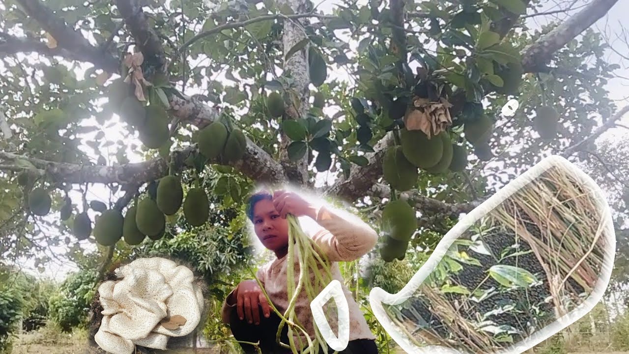 วิถีชีวิตไปสวนหลังงานแต่ง😇ໄປສວນຫຼັງການແຕ່ງ😇