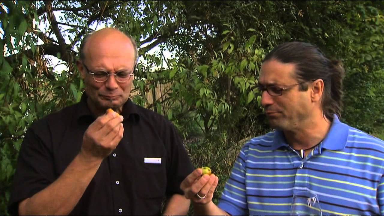 Erntezeit beim Apfelwinzer