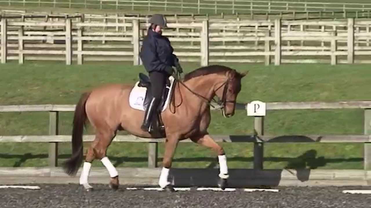 Speedi-Beet - Quick Soaking Beet Pulp Feed for Horses and Ponies