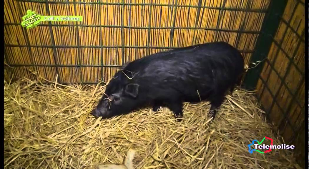 La tradizione di Sant’Antonio Abate - 2 - Colli a Volturno - Viaggio in Molise  - N. 3606