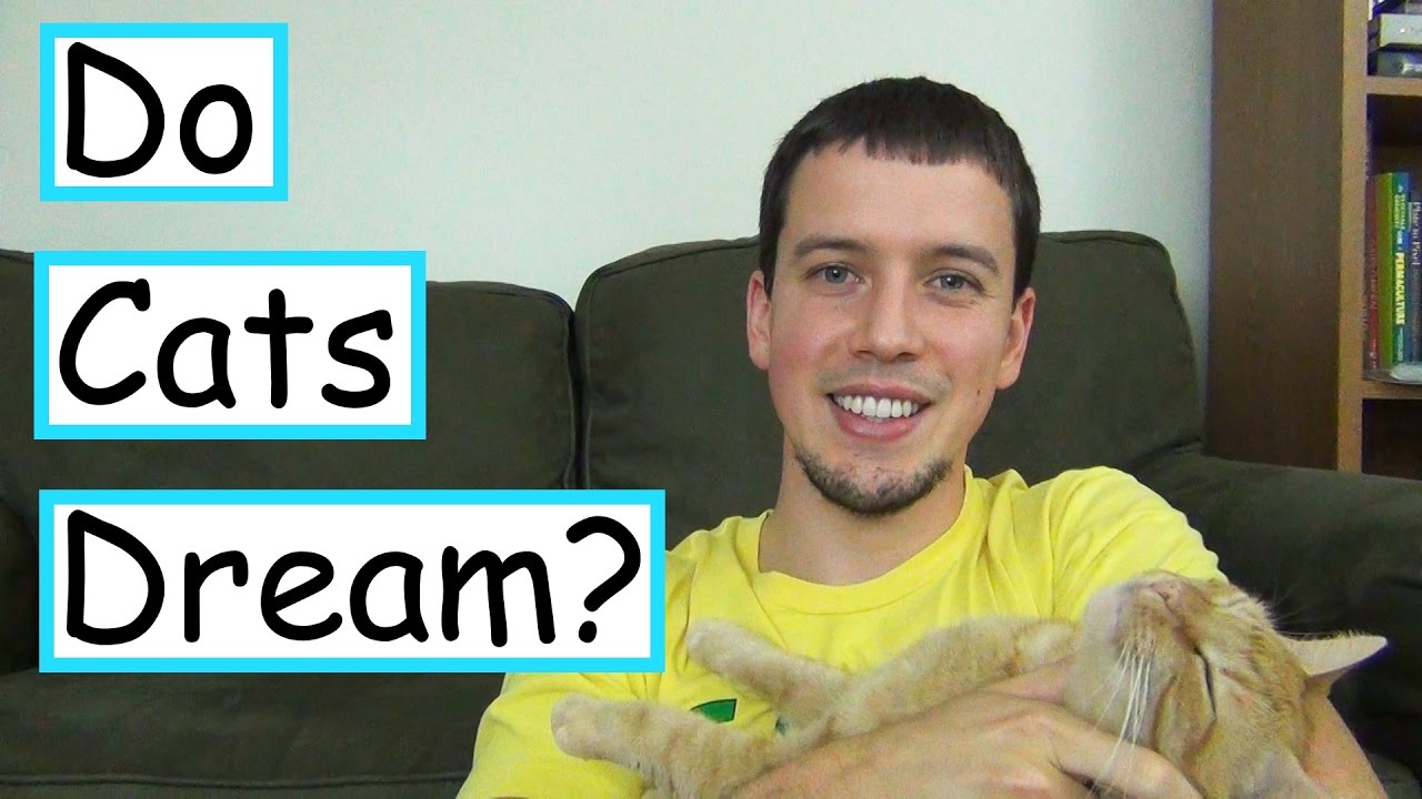 Why Do Cats Sleep So Much?