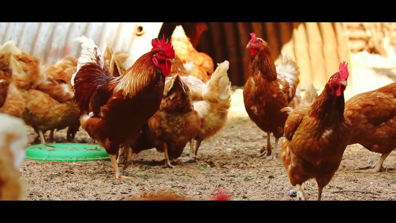 Organic Farmers Market, Kenya -  Jane Randall
