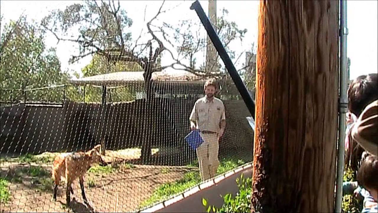 (Don't miss the end) Target training with maned wolf (Chrysocyon brachyurus)