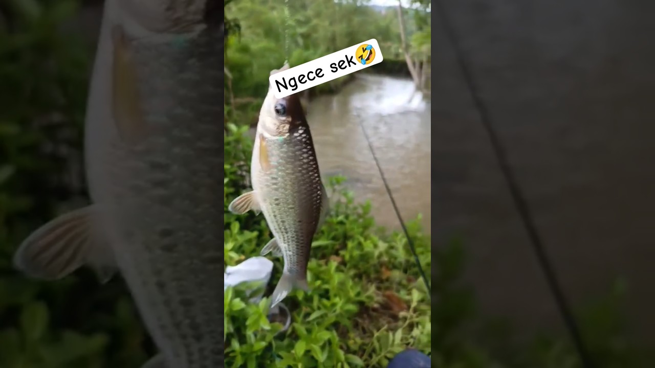 MANCING HABIS HUJAN GACOR !! 