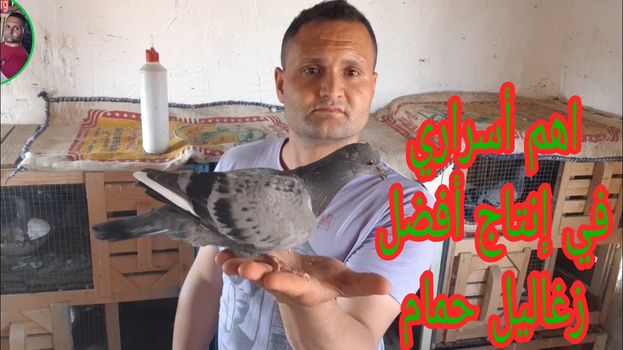 من أسراري في إنتاج زغاليل الحمام  خلي انتاجك يتكلم عنك صحه وريش ومناعه قويه وقايه من الامراض
