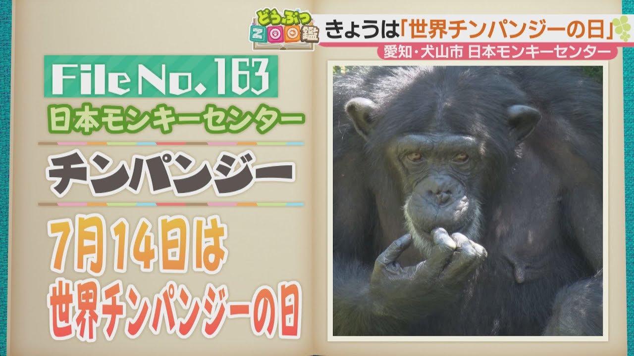 ベッドメイキングにこだわるチンパンジー！ そのワケは…　日本モンキーセンターの賢さ満載チンパンジーをのぞき見　【どうぶつZOO図鑑】2023年7月14日放送