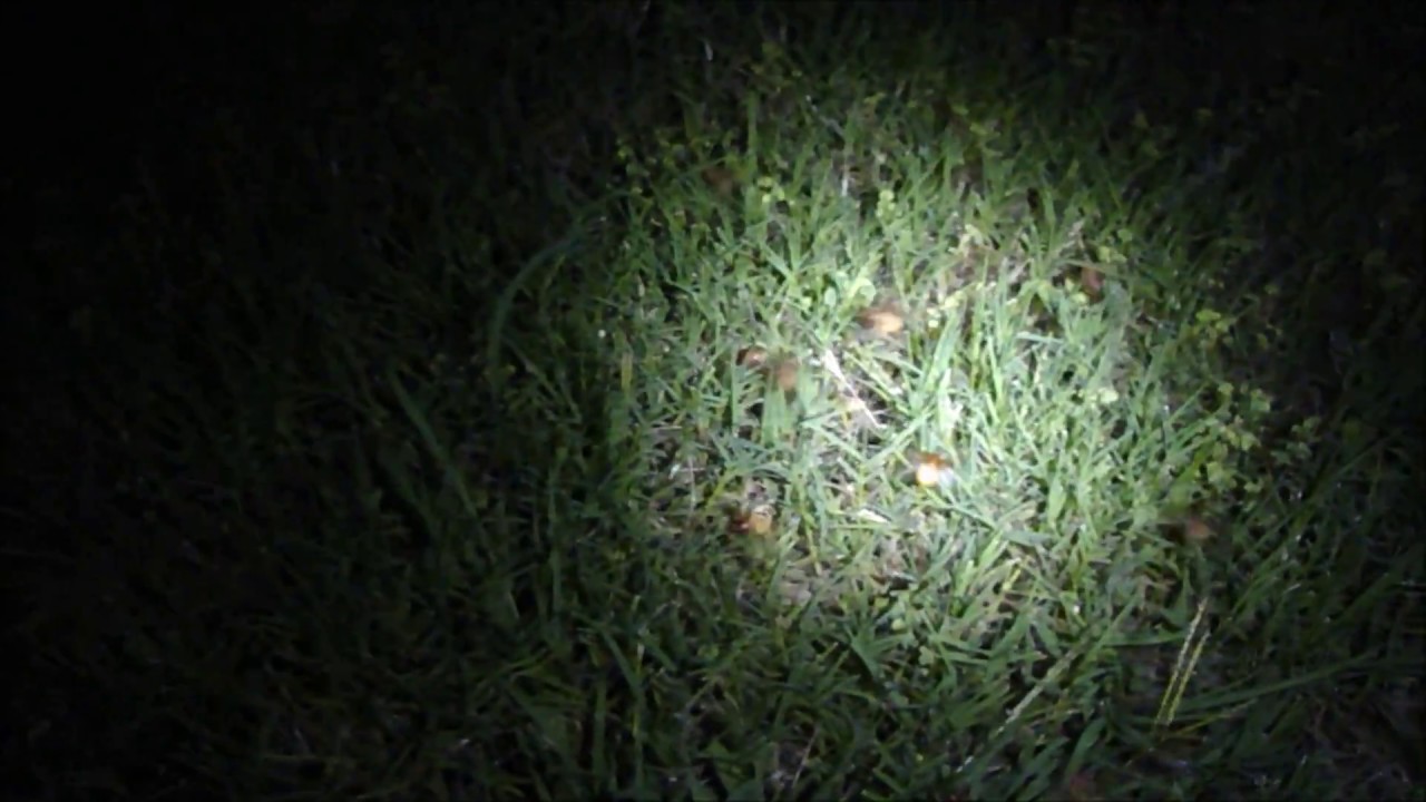 June Bug Invasion